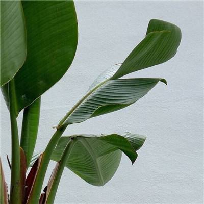 亚博·yaboapp下载